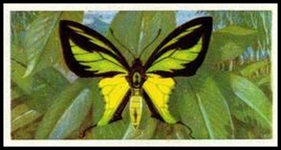 18 Papilio (Ornithoptera) meridionalis